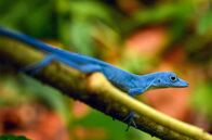 Kolumbien – Auf Gorgona findet sich ein seltenes, gänzlich blaues Reptil, der Leguan Anolis gorgonae, der die Insel sogar im Namen trägt.