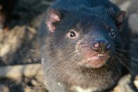Tierische Außenseiter – Tasmania: The Tasmanian devil’s body build could be compared to that of a great white shark: they both have a forward torso, huge neck and head and immense power disproportionate to body size.