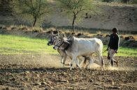 Atlas – Farming in Rajasthan
