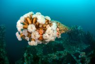 Mysteriöse Inseln – Faszinierende Schiffswracks und dunkle Unterwassertunnel entführen Taucher auf Kanadas Bell Island in ein unbekanntes Kapitel der Geschichte. (Kredit: Jill Heinerth)