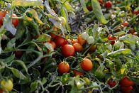 P.M. Wissen – Freilandtomaten - die alten Paradeiser wachsen auf diesen Feldern natürlich: kein Gewächshaus, kein Hochbinden. Eine Strohschicht schützt die Früchte am Boden.