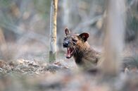 Unbekanntes Madagaskar – Ein junges Fossamännchen wartet unter einem Paarungsbaum auf ein Weibchen.