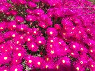 Der Geschmack Europas – Blumen Urtaca.