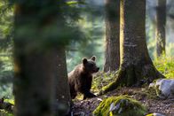 Expeditionen: Die Rückkehr der Bären – Ein Jungbär zieht kurz vor Sonnenuntergang durch den Wald. Das Spiel aus Licht, mitteleuropäischem Wald und dem Bären verleiht dem Bild einen unverwechselbaren Europäischen Waldeindruck.