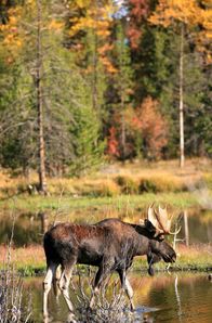 Yellowstone – Elch