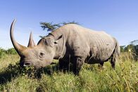 Die Zaubertricks der Tiere – Sa, 20.06., 15:20 Uhr