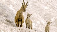 Die Alpen – Der frische Nachwuchs der Steinböcke muss vom ersten Tag an Gelände gängig sein.