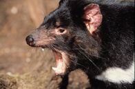 Tierisch abgefahren – Der Tasmanische Teufel.