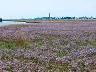 Wildes Venedig – Im Hochsommer verwandelt wilder Strandflieder die Salzwiesen der Lagune in ein Meer aus violetten Blüten.