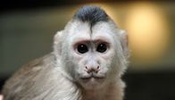 Zoo-Babies – Das Kapuzieneräffchen Sina im Zoo Berlin.