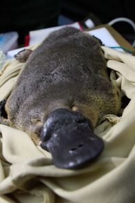 Tierische Außenseiter – Tasmania: Each night the platypus eats the equivalent of third or more of its body weight.