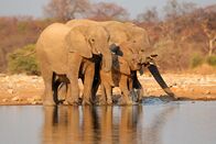 Animal Fight Club – Afrikanische Elefanten (Loxodonta africana) beim Trinken, Etosha-Nationalpark, Namibia