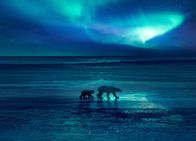 Terra X: Eisige Welten – Durch die Erderwärmung müssen die Polarbären immer größere Strecken zurücklegen, um an Futter zu kommen.