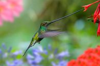 Von Freunden und Feinden – Der Schwertschnabelkolibri ist auf bestimmte Pflanzen spezialisiert und dient als deren Bestäuber.