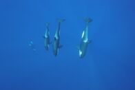 Der große Fang – Orca-Wale.