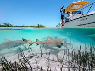 Terra X: Ein perfekter Planet – Regisseur Ed Charles und Kameramann Duncan Brake bereiten einen Unterwasserdreh vor der Küste der Bahamas vor. Sie wollen eine Gruppe junger Zitronenhaie filmen, die nahe der Mangroven auf der Jagd sind - und offenbar ihrerseits an Boot und Crew interessiert sind.