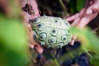 Heimatleuchten – Margit Holzer mit ihren Kiwanofrüchten