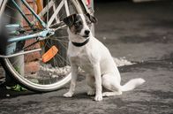Tatort – Der Hund Banane hat alles im Blick und unterstützt die Ermittlungsarbeiten von Kommissar Thiel.