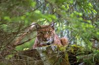 Luchs – Luchse sind für das Gleichgewicht des Ökosystems Wald unverzichtbar, doch durch das Eingreifen des Menschen in die Natur ist die Art nach wie vor stark bedroht.