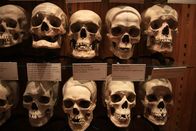 Jurassic C.S.I. – PHILADELPHIA, PA, USA: This collection of skulls resides in the Mutter Museum at the University of Pennsylvania College of Physicians.
