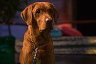 Show Dogs – "Show Dogs - Agenten auf vier Pfoten", Rottweiler Max arbeitet für die Polizei und ist ein echter Macho-Hund. Für seinen neuesten Auftrag muss er mit dem FBI-Agenten Frank zusammenarbeiten, mit dem er sich anfangs überhaupt nicht versteht. Das ungleiche Duo soll bei einer Hundeshow in Las Vegas einer fiesen Tierschmugglerbande, die unter anderem ein Panda-Baby entführt hat, auf die Schliche kommen. Undercover starten sie bei dem Show-Event ihre turbulenten Ermittlungen.