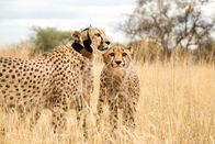 Universum – 'Pride', der Gepard, der unsere Prototyp-Kamera getestet hat, steht mit ihrer Tochter zusammen. Im Gegensatz zu "Pride" wurde ihre Tochter nicht von Hand aufgezogen und erlaubte unserer Crew nicht, sich zu nähern.