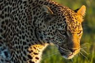 Die Leopardin – Junge Leopardin. Solche Weibchen werden gelegentlich von der Mutter noch lange in Randbereichen des Revieres geduldet und manchmal übernehmen sie das mütterliche Territorium komplett.