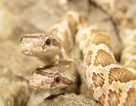 Tierische Freaks – Di, 08.07., 03:00 Uhr