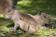 Zoo-Babies – In Berlin gibt es zwei Oasen für Tiere. Den artenreichen Zoo Berlin. Und den Tierpark Berlin - der größte Landschaftstiergarten Europas. In diesem Paradies kommen unzählige Zoobabies auf die Welt. Die Binturong-Kinder im Alfred-Brehmhaus sind inzwischen drei Wochen alt. Die Drillinge von Schleichkatzen-Paar Fiona und Vinzent sind der neunte Wurf in Folge. Foto: Wasserschweinnachwuchs im Zoo Berlin.
