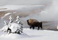 Yellowstone Nationalpark – MDR Fernsehen YELLOWSTONE - WINTER DER BISONS (3) Uhr. Dank der heißen Quellen überstehen die Bisons auch die eisigen Temperaturen des Winters im Norden der USA.
