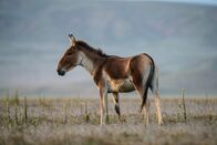 Chinas wilde Königreiche – Qinghai, China - Einzelner Kiang im Profil mit Blick nach außen auf einem Graslandplateau mit Ginster.