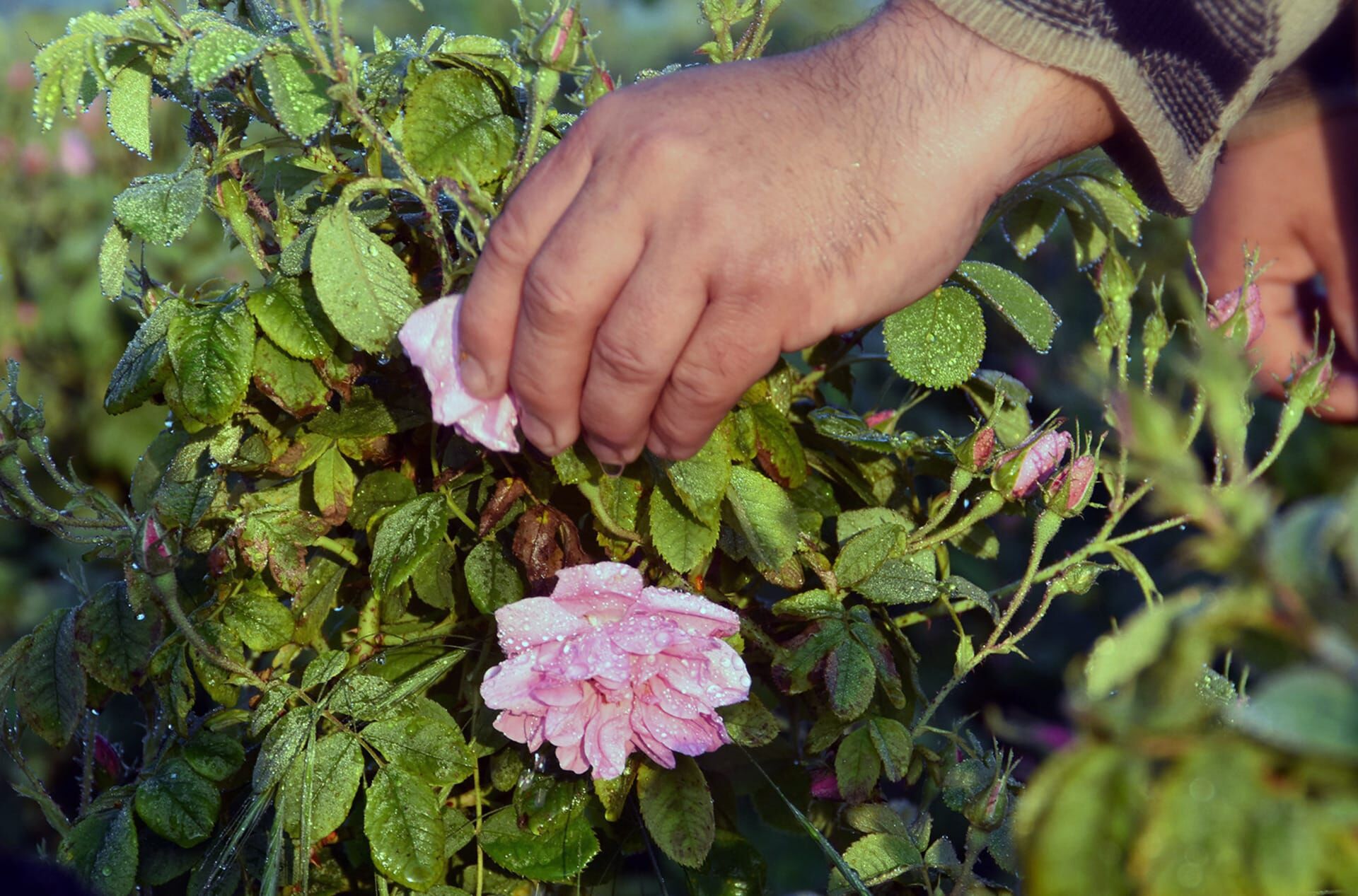 Zu Tisch ... – Frühmorgens werden die Rosenblüten geerntet: In diesen Stunden ist der Gehalt an ätherischen Ölen am höchsten.