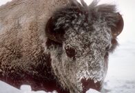 Yellowstone Nationalpark – 15 Uhr. Anfang des letzten Jahrhunderts waren die Bisons in Amerika fast ausgerottet - nur zwei Dutzend Tiere hatten überlebt. Yellowstone bot ihnen eine letzte Zuflucht.