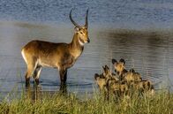 Okawango - Fluss der Träume – Die Antilope, die am meisten mit dem Okawango-Delta in Verbindung gebracht wird, muss der Rote Letschwe sein.