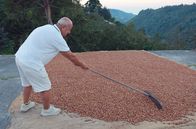 Zu Tisch ... – Die Nüsse trocknen mehrere Tage in der Sonne. Die Wärme verfeinert ihr charakteristisches Aroma.