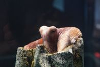 Mensch vs. Krake – MONTEREY, C.A. - Day Octopus in einem Tank, oben auf der künstlichen Koralle.