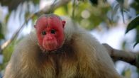 Primaten – Uakari-Affen (Cacajao calvus calvus)