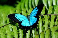 Expeditionen: Helden der Evolution – Schwalbenschwanz Schmetterling