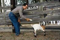 Monk – Monk (Adrian Monk) schleicht sich als Farmarbeiter bei dem unter Mordverdacht stehenden Jimmy Belmont ein, um Beweise für dessen Schuld zu sammeln.