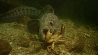 Big Pacific – An der nordamerikanischen Pazifikküste macht der Seewolf Jagd auf Taschenkrebse.