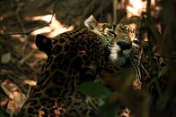 Wildes Mexiko – Belize - Jaguare sind in den Dschungeln Südmexikos und Mittelamerikas noch weit verbreitet.