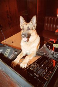 Kommissar Rex – Rex.