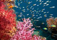 Universum: Das Rote Meer - Im Zaubergarten der Evolution – Rotes Meer, Unterwasserwelten.