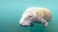 mareTV – Die einzigen Bedrohungen für Seekühe sind der Rückgang des Seegrases, ihrer Hauptnahrungsquelle – und die Propeller der zahllosen Freizeitboote.