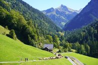 Heimatleuchten – Alpenabtrieb mit Kühen