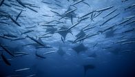 Atlantik - Ozean der Extreme – Die fischreichen Gewässer vor den Azoren locken Teufelsrochen und Barrakudas an.