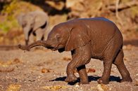 Afrikas kleine Riesen – Baby-Elefant beim Schlammbad