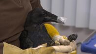 Alaskas Wildtier-Retter – Gutter, a juvenile common raven, sits patiently while being evaluated for injuries at the Alaska Raptor Center. (National Geographic)