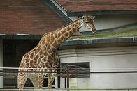 Tierparkgeschichten – Giraffe