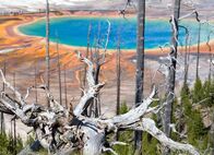 Yellowstone – Die Bäume regenerieren langsam nach dem Waldbrand von 1988.